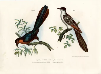 Kastanienbrust-Malkoha, 1864